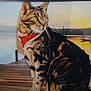 cat, tabby_cat, animal, pet, harness, dock, wooden_dock, lake, water, sunset, boat, silhouette, nature, outdoor, scenic, calm, reflection, sky, evening, tranquil