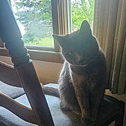 Gabby joined the competition — help win amazing prizes! cat, gray_cat, chair, wooden_chair, cushion, window, curtains, indoor, pet, animal, sitting, feline, sunlight, shadow, quiet, cozy, home, furniture, domestic, peaceful