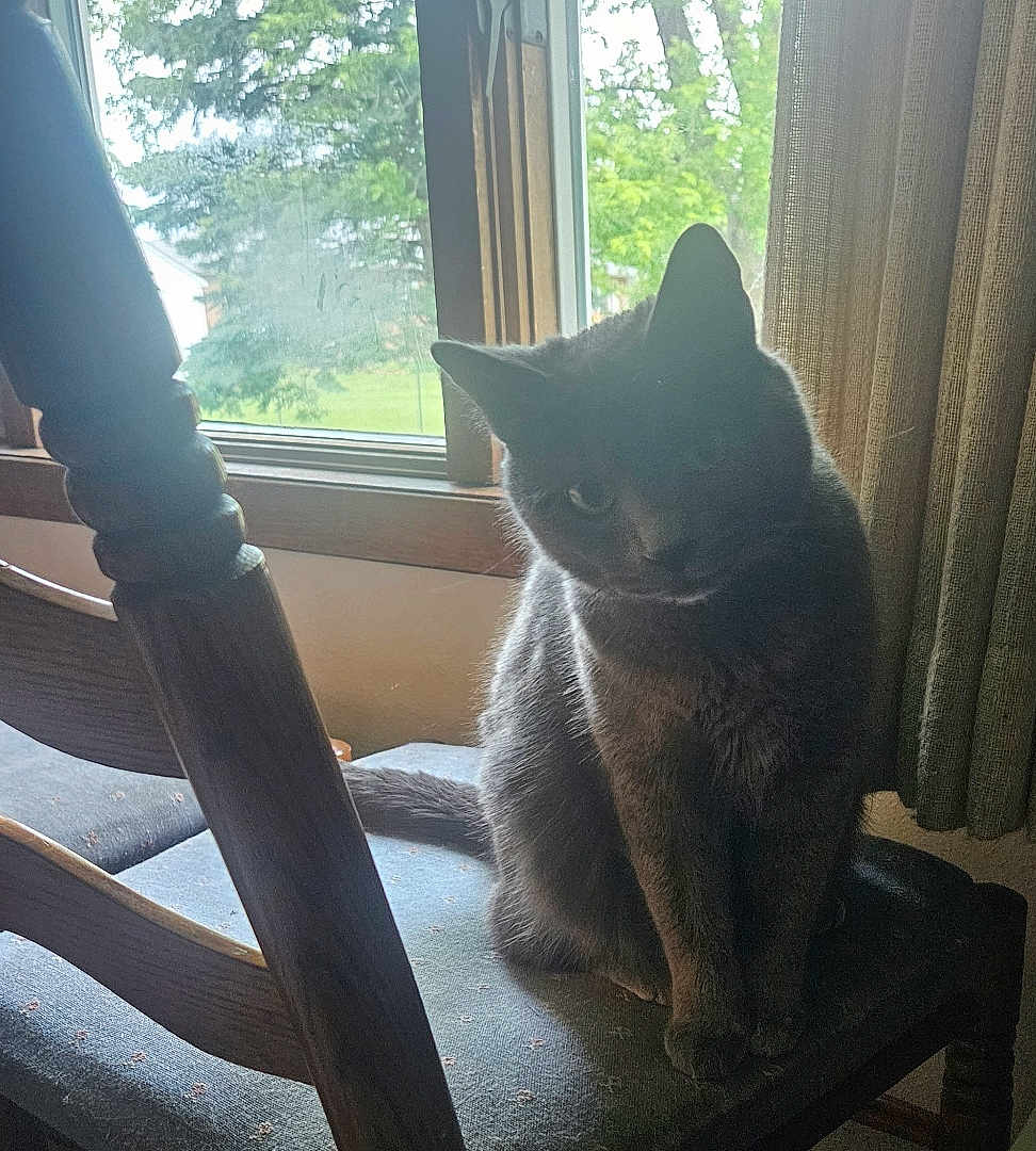 Gabby joined the competition — help win amazing prizes! cat, gray_cat, chair, wooden_chair, cushion, window, curtains, indoor, pet, animal, sitting, feline, sunlight, shadow, quiet, cozy, home, furniture, domestic, peaceful
