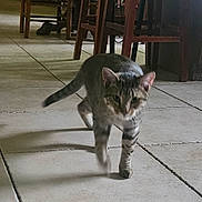 Hambone joined the competition — help win amazing prizes! cat, tabby, indoor, floor, tile, walking, furniture, chair, table, shadow, pet, animal, mammal, curious, blurred, legs, paws, tail, striped, domestic