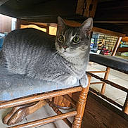 Grizelda joined the competition — help win amazing prizes! cat, gray_tabby, green_eyes, chair, wooden_furniture, cushion, indoor, pet, animal, table, floor, fireplace, brick, relaxed, feline, domestic_cat, looking_away, cozy, home_interior, curious