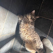 Gribouille participe au concours pour gagner de l'argent avec cette photo : cat, tabby, fluffy, relaxed, sunlight, floor, tile, paw, pet, indoor, cozy, slipper, shadow, resting, cute, animal, feline, domestic, companion, soft