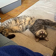 Gribouille participe au concours pour gagner de l'argent avec cette photo : blanket, cat, comfort, couch, cozy, domestic_animal, feline, floor, fur, home, indoor, pet, pillow, relaxed, sleeping, sofa, stretching, tabby, tile, whiskers