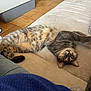 blanket, cat, comfort, couch, cozy, domestic_animal, feline, floor, fur, home, indoor, pet, pillow, relaxed, sleeping, sofa, stretching, tabby, tile, whiskers