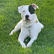 Osiris is registered to the contest to win money with this photo: dog, grass, lawn, collar, tag, leash, white_fur, black_patch, paw, ears, nose, face, sitting, outdoor, sunlight, greenery, summer, metal_ring, park, pet