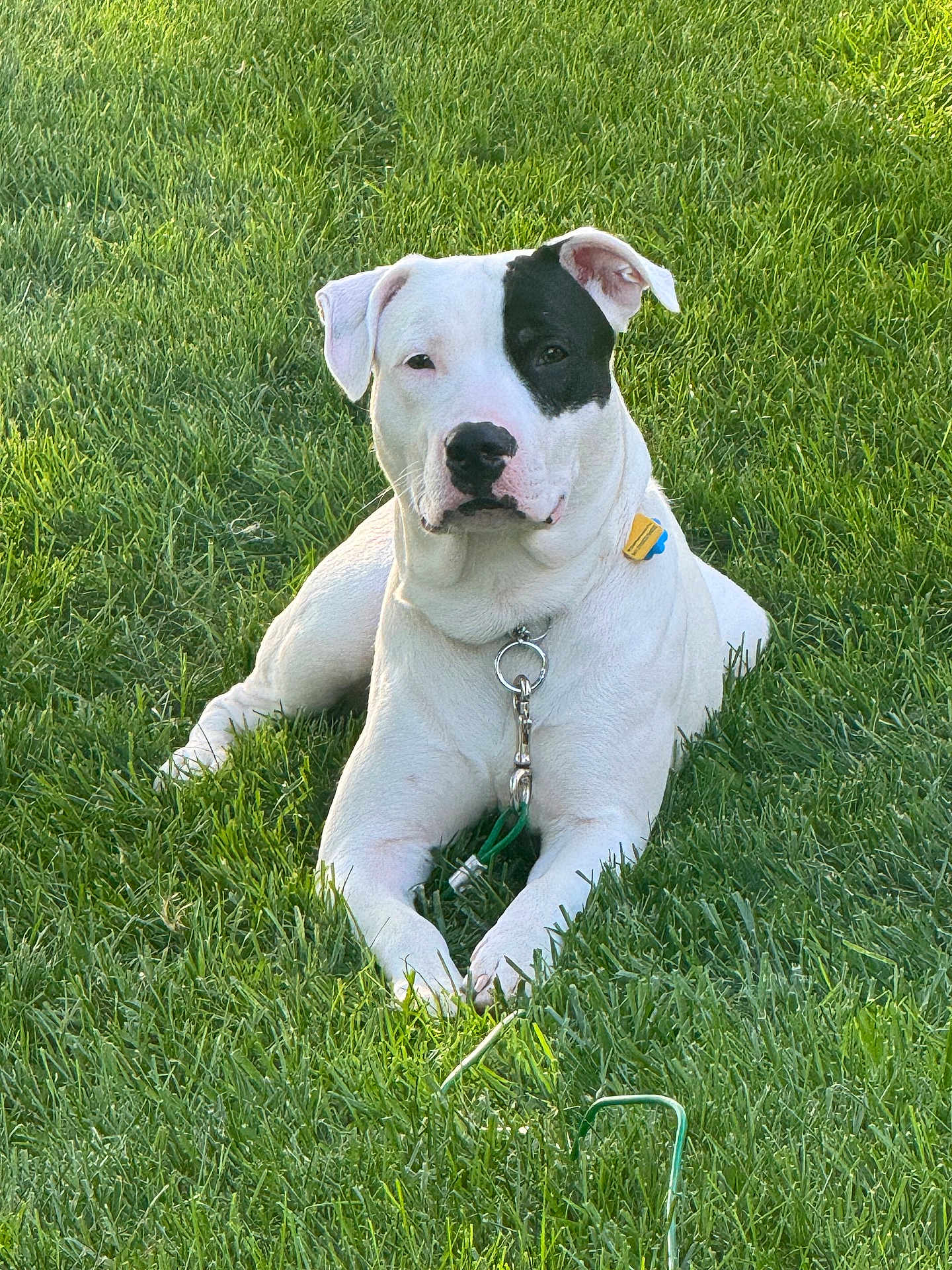 Osiris is registered to the contest to win money with this photo: dog, grass, lawn, collar, tag, leash, white_fur, black_patch, paw, ears, nose, face, sitting, outdoor, sunlight, greenery, summer, metal_ring, park, pet