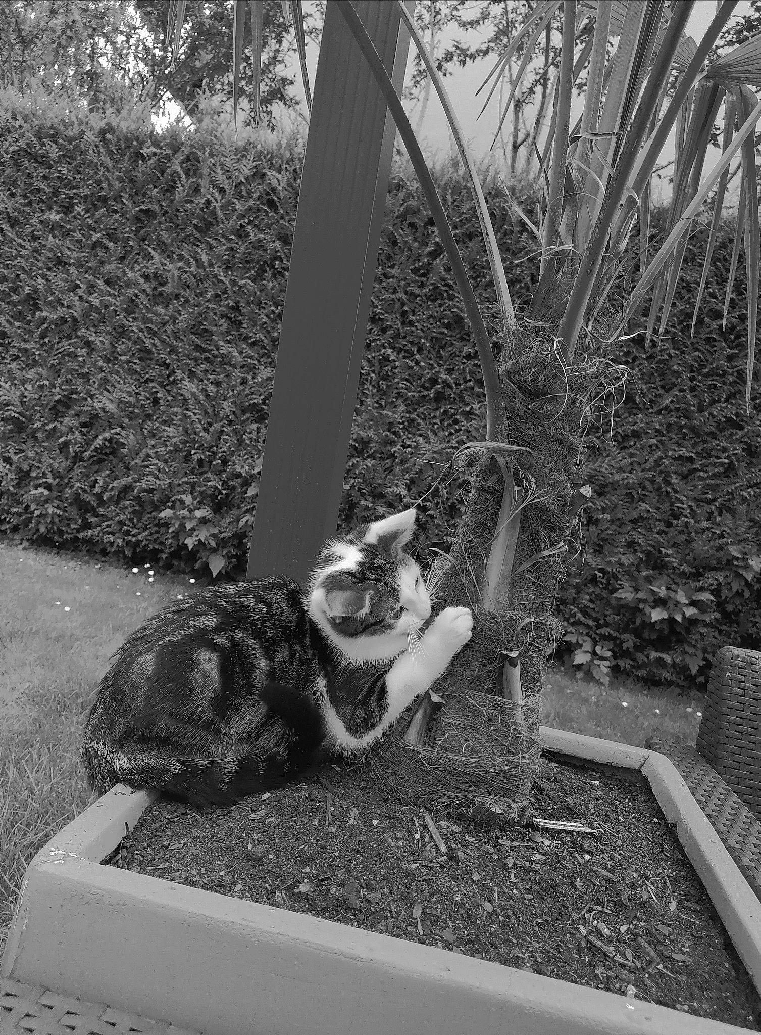 Grisou participe au concours pour gagner de l'argent avec cette photo : automotive_tire, black_and_white, carnivore, cat, domestic_short_haired_cat, fawn, felidae, grass, monochrome, monochrome_photography, plant, small_to_medium_sized_cats, soil, style, tail, tints_and_shades, trunk, whiskers, wildlife, wood