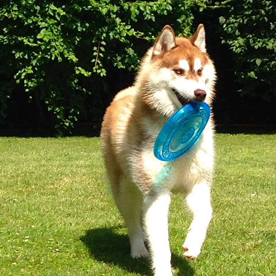 Kiba a rejoint le concours — aidez-le/la à gagner de superbes lots ! canidae, canis, carnivore, collar, companion_dog, dog, dog_breed, dog_supply, fawn, german_spitz_mittel, grass, sled_dog, snout, spitz, sporting_group, tail, tree, vehicle, wildlife, working_dog