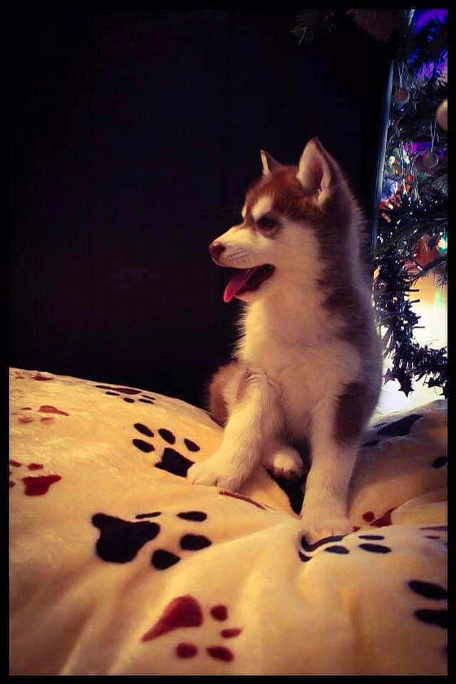 Kiba