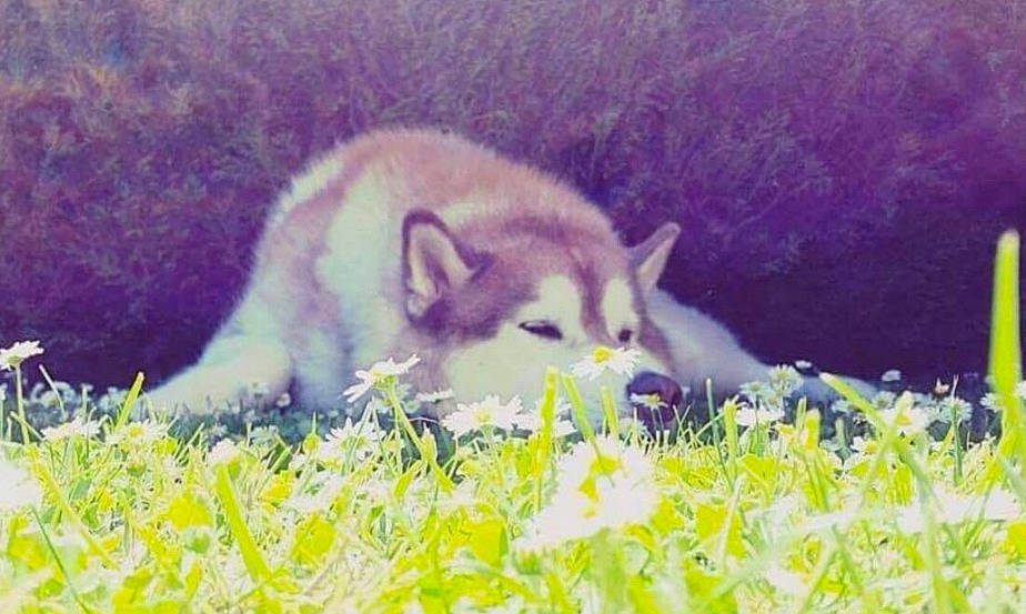 Kiba a rejoint le concours — aidez-le/la à gagner de superbes lots ! ancient_dog_breeds, canidae, canis, carnivore, dog_breed, eye, fawn, fox, fur, grass, grassland, grey_fox, plant, snout, tail, terrestrial_animal, whiskers, wildlife, wolf