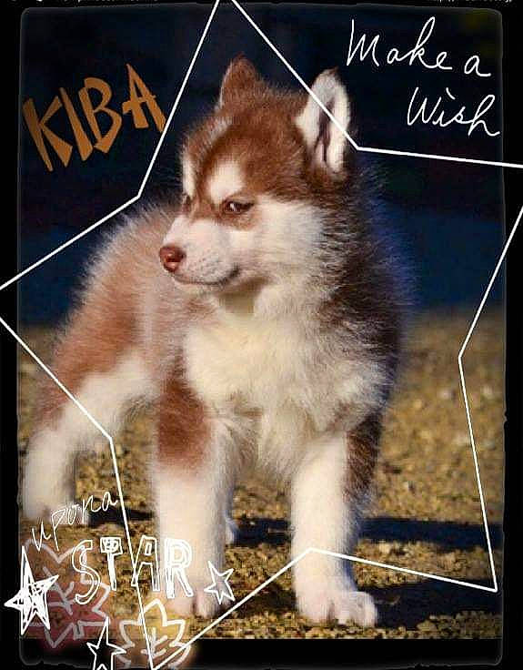 Kiba a rejoint le concours — aidez-le/la à gagner de superbes lots ! advertising, ancient_dog_breeds, canidae, carnivore, companion_dog, dog, dog_breed, font, fur, happy, illustration, photo_caption, picture_frame, rectangle, sporting_group, square, tail, terrestrial_animal, whiskers, wildlife