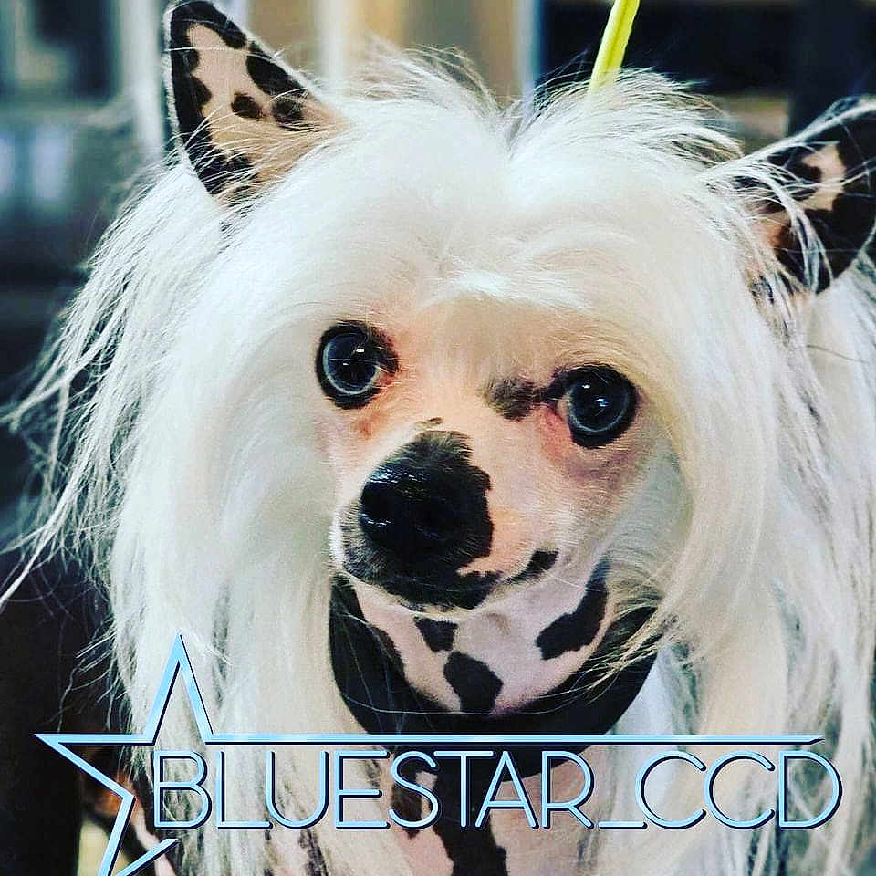 Little Boy Bleu
