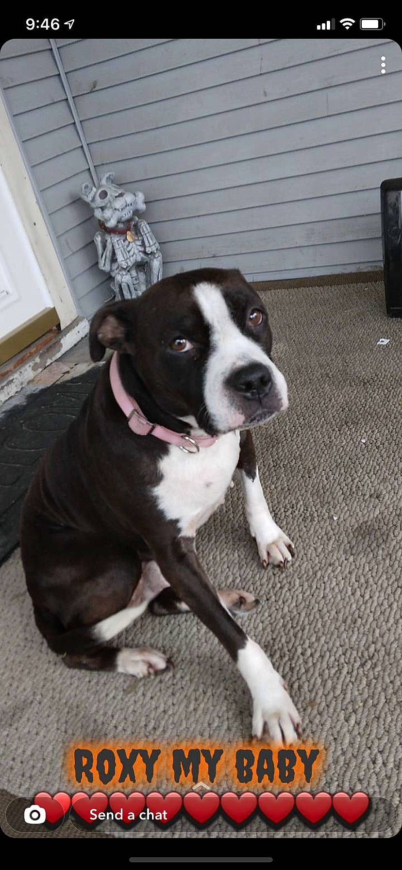 Roxy is registered to the contest to win money with this photo: boston_terrier, carmine, carnivore, collar, companion_dog, dog, dog_breed, dog_collar, door, fawn, flooring, fur, leash, plant, snout, sporting_group, tail, whiskers, window, working_animal