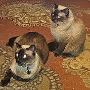 Mr Man And Fuzzybutt joined the competition — help win amazing prizes! cat, cats, siamese_cat, pet, feline, animal, two_animals, indoor, rug, carpet, patterned_background, brown, cream, dark_face, blue_eyes, glowing_eyes, collar, tag, sitting, lying_down