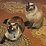 cat, cats, siamese_cat, pet, feline, animal, two_animals, indoor, rug, carpet, patterned_background, brown, cream, dark_face, blue_eyes, glowing_eyes, collar, tag, sitting, lying_down