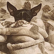 Bohdi is registered to the contest to win money with this photo: animal, black, blanket, brown, comfort, cozy, cute, dog, ears, fur, hide_and_seek, indoor, patterned, peeking, pet, resting, sleepy, small_dog, snuggled, soft