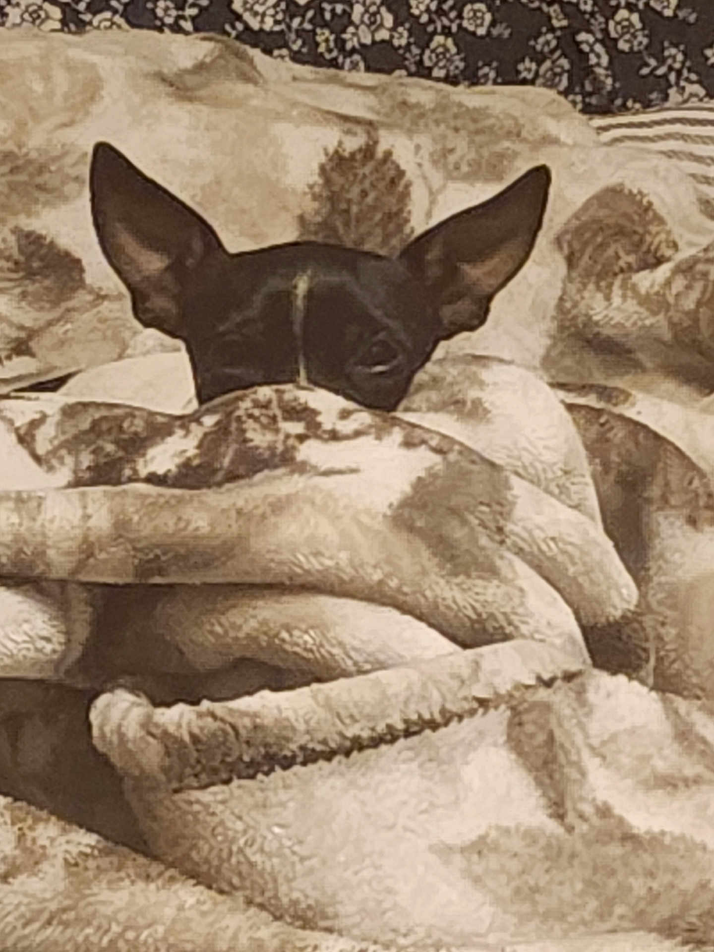 Bohdi