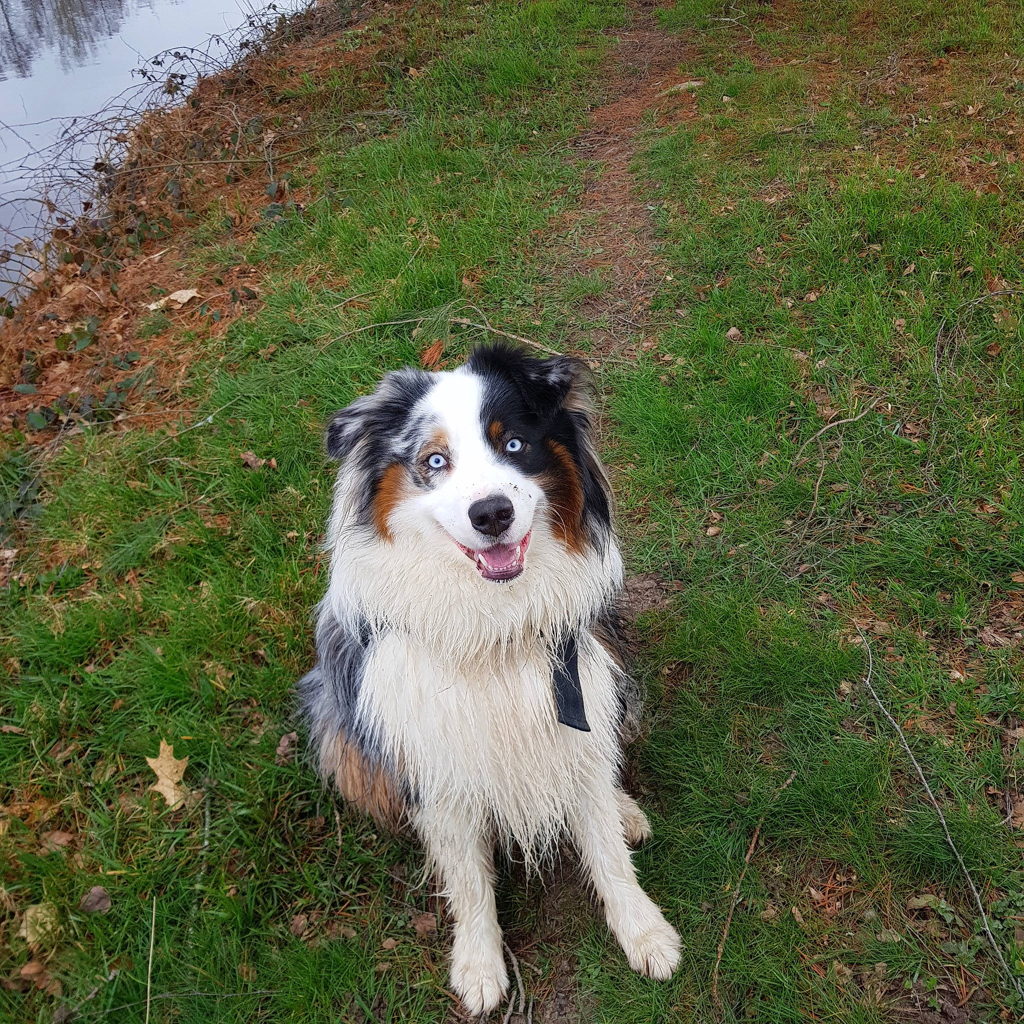 Onyx participe au concours pour gagner de l'argent avec cette photo : australian_collie, australian_shepherd, bernese_mountain_dog, border_collie, canidae, carnivore, companion_dog, dog, dog_breed, english_shepherd, herding_dog, mammal, miniature_australian_shepherd, rare_breed_dog, sporting_group, tornjak, vertebrate, welsh_sheepdog, working_dog