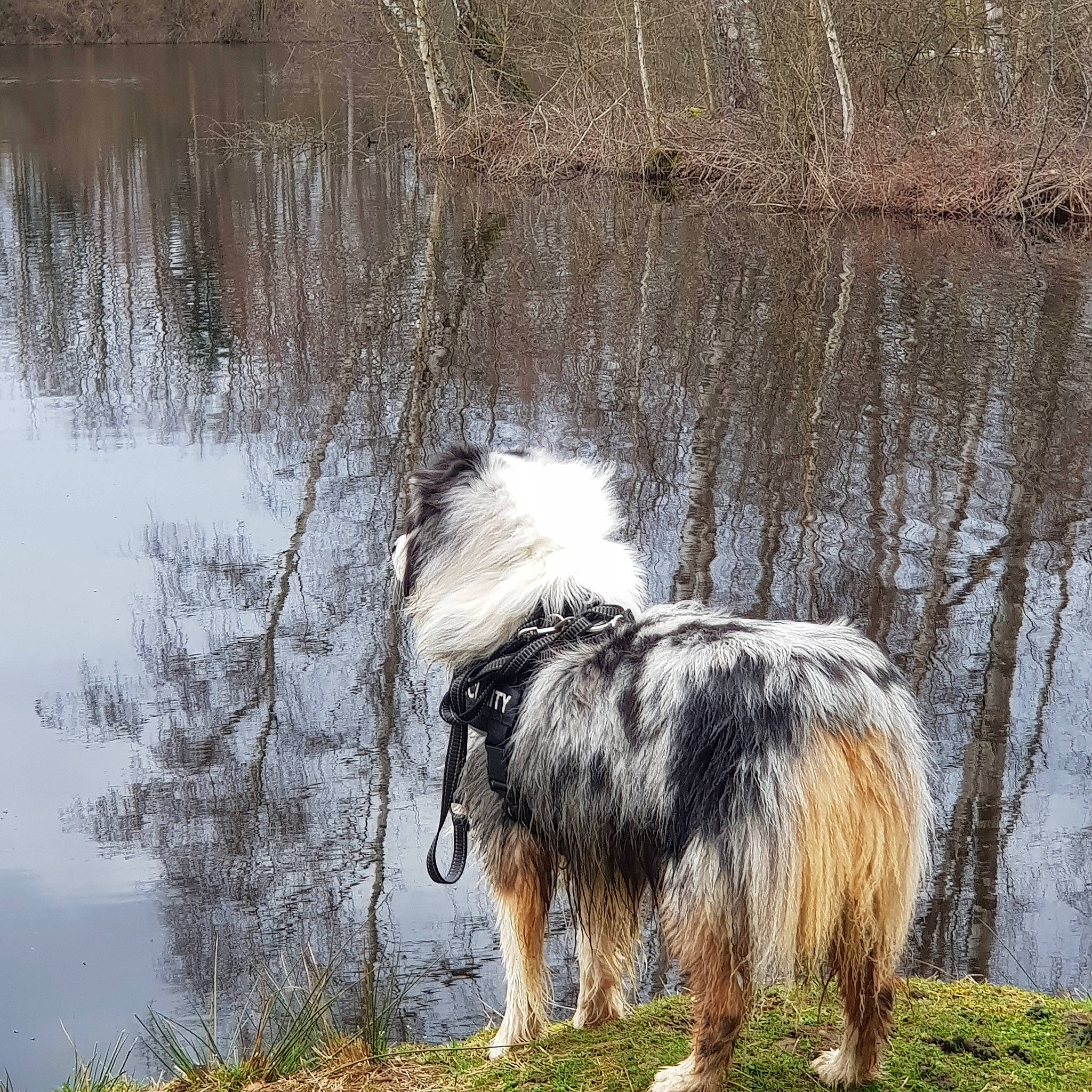 Onyx participe au concours pour gagner de l'argent avec cette photo : australian_shepherd, canidae, carnivore, collie, dog, dog_breed, herding_dog, mammal, rough_collie, scotch_collie, shetland_sheepdog, vertebrate