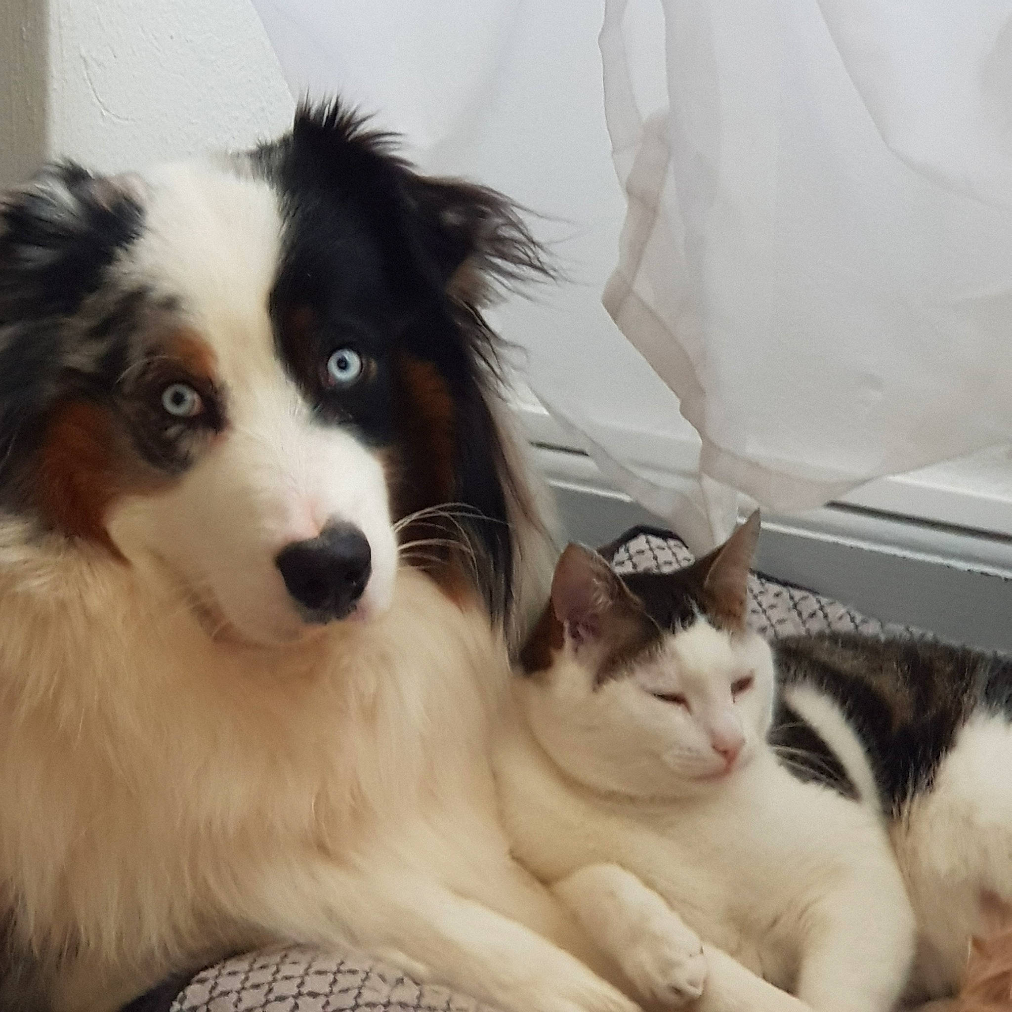 Onyx a rejoint le concours — aidez-le/la à gagner de superbes lots ! australian_collie, australian_shepherd, border_collie, canidae, carnivore, cat, companion_dog, dog, dog_breed, felidae, kitten, mammal, miniature_australian_shepherd, nose, papillon, puppy, small_to_medium_sized_cats, sporting_group, vertebrate, whiskers