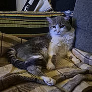 Pépère a rejoint le concours — aidez-le/la à gagner de superbes lots ! cat, animal, pet, feline, fur, gray, white, blanket, plaid, couch, furniture, indoor, resting, relaxed, cozy, striped, fabric, paw, tail, comfort