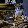 cat, animal, pet, feline, fur, gray, white, blanket, plaid, couch, furniture, indoor, resting, relaxed, cozy, striped, fabric, paw, tail, comfort