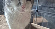 Pépère participe au concours pour gagner de l'argent avec cette photo : cat, gray_and_white, indoor, pet, animal, feline, fur, whiskers, close_up, grumpy_expression, face, ears, eyes, nose, paws, standing, cage, furniture, soft_surface, background