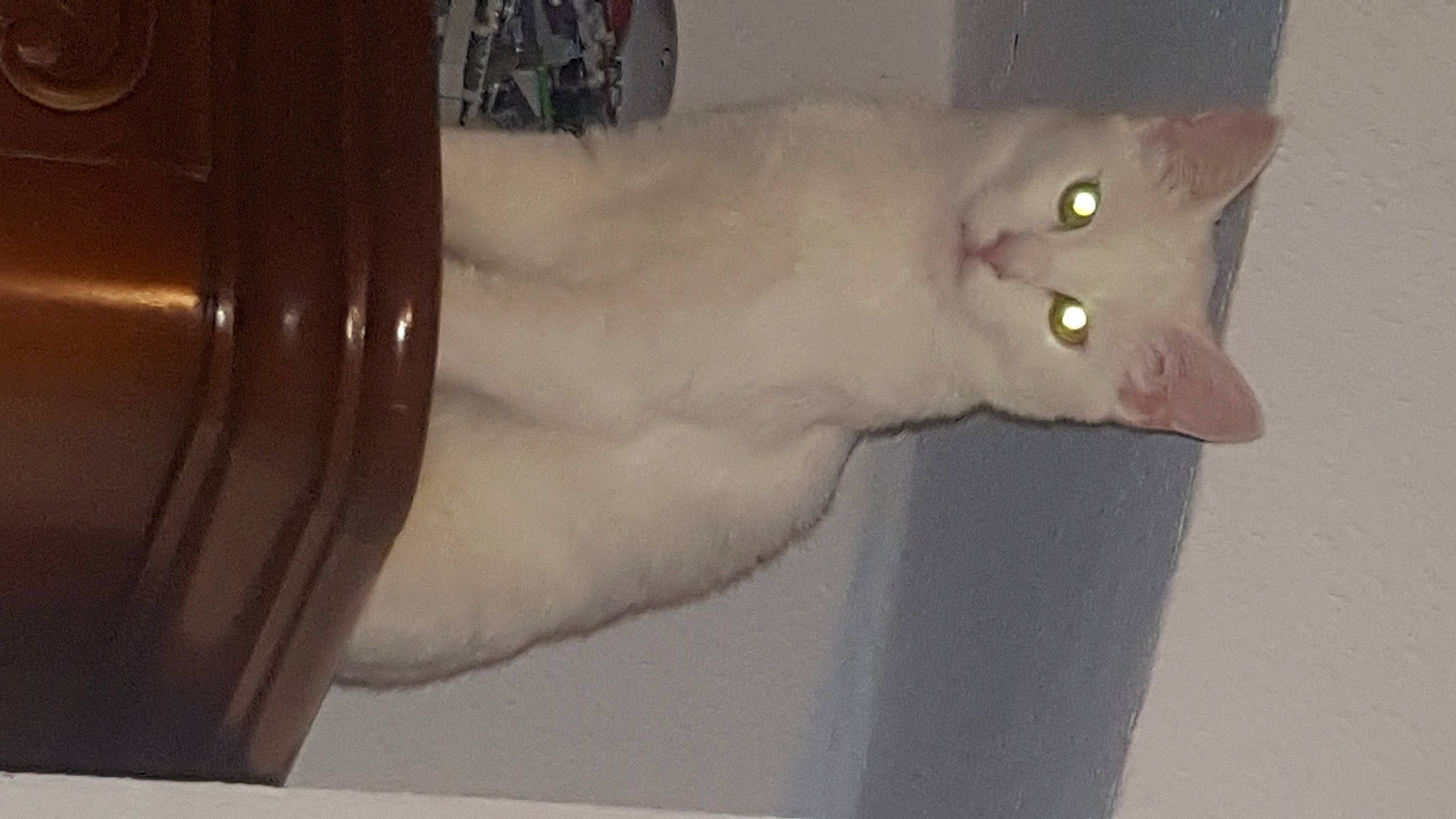 Achille a rejoint le concours — aidez-le/la à gagner de superbes lots ! beige, brown, carnivore, cat, domestic_short_haired_cat, felidae, grey, iris, leather, peach, small_to_medium_sized_cats, snapshot, snout, whiskers