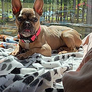 Emmy Lou is registered to the contest to win money with this photo: animal, blanket, collar, cozy, cute, daylight, dog, domestic_animal, ears, forest, french_bulldog, indoor, laying_down, nature, pet, puppy, relaxed, sunlight, tongue, window