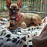 dog, french_bulldog, puppy, blanket, indoor, window, sunlight, forest, ears, tongue, collar, pet, relaxed, cozy, cute, animal, laying_down, daylight, nature, domestic_animal