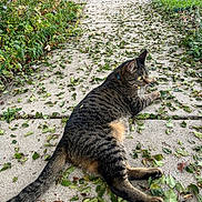 Jaxon joined the competition — help win amazing prizes! cat, tabby_cat, pet, animal, outdoor, sidewalk, concrete, leaves, fallen_leaves, garden, plants, grass, driveway, street, parked_cars, relaxed, lying_down, collar, whiskers, natural_light