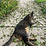 cat, tabby_cat, pet, animal, outdoor, sidewalk, concrete, leaves, fallen_leaves, garden, plants, grass, driveway, street, parked_cars, relaxed, lying_down, collar, whiskers, natural_light