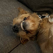 Rex is registered to the contest to win money with this photo: animal, canine, closeup, companion, couch, cozy, cute, dog, fluffy, fur, indoors, nose, pet, relaxed, resting, sleeping, smile, snout, teeth, whiskers