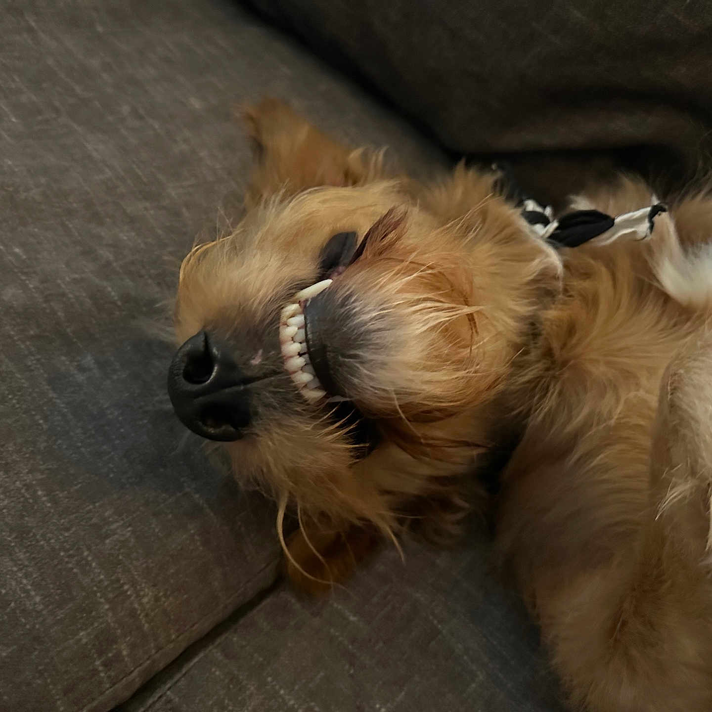 Rex