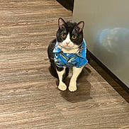 Four is registered to the contest to win money with this photo: adorable, animal, black_and_white, blue, cat, clothing, curious, cute, domestic_cat, feline, floor, flooring, household, indoor, looking_up, pet, portrait, shirt, sitting, wooden_floor