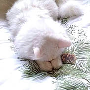 Baby Boo joined the competition — help win amazing prizes! animal, bed, cat, comfort, cozy, cute, domestic_animal, feline, fluffy, household, indoor, leaf_pattern, pet, pillow, red_bird, relaxing, resting, sleeping, soft, white_cat