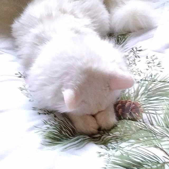 Baby Boo joined the competition — help win amazing prizes! animal, bed, cat, comfort, cozy, cute, domestic_animal, feline, fluffy, household, indoor, leaf_pattern, pet, pillow, red_bird, relaxing, resting, sleeping, soft, white_cat