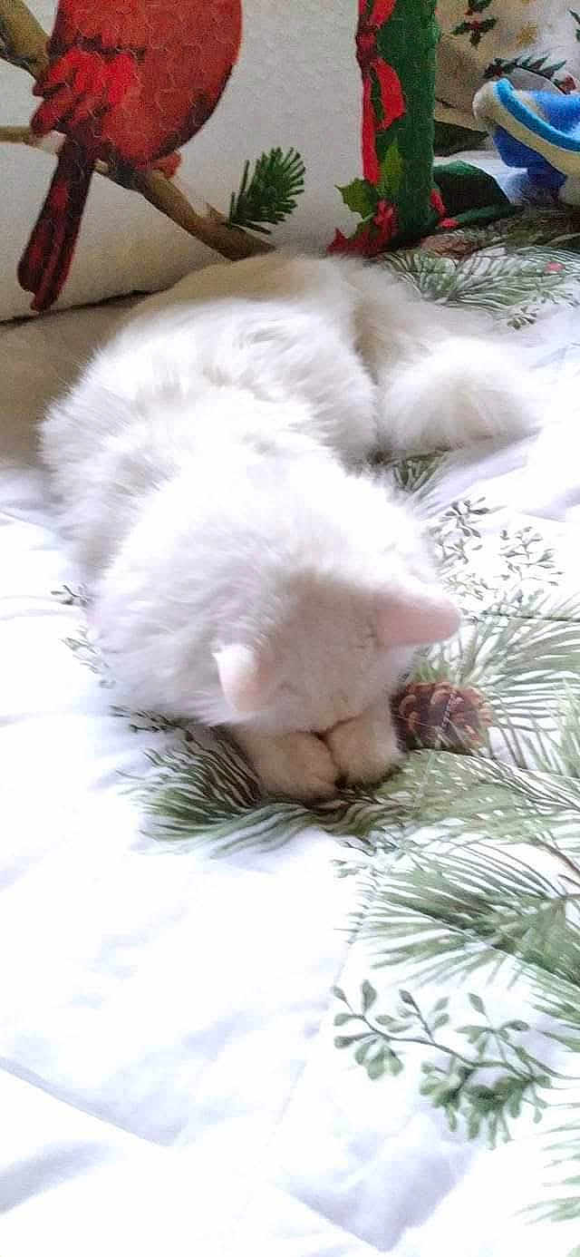 Baby Boo joined the competition — help win amazing prizes! animal, bed, cat, comfort, cozy, cute, domestic_animal, feline, fluffy, household, indoor, leaf_pattern, pet, pillow, red_bird, relaxing, resting, sleeping, soft, white_cat