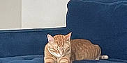 Hermes is registered to the contest to win money with this photo: cat, orange_tabby, couch, indoor, relaxing, feline, furniture, pet, sleeping, domestic_animal, cozy, resting, blue, comfort, living_room, cute, animal, tabby, home, nap
