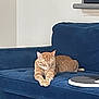cat, orange_tabby, couch, indoor, relaxing, feline, furniture, pet, sleeping, domestic_animal, cozy, resting, blue, comfort, living_room, cute, animal, tabby, home, nap