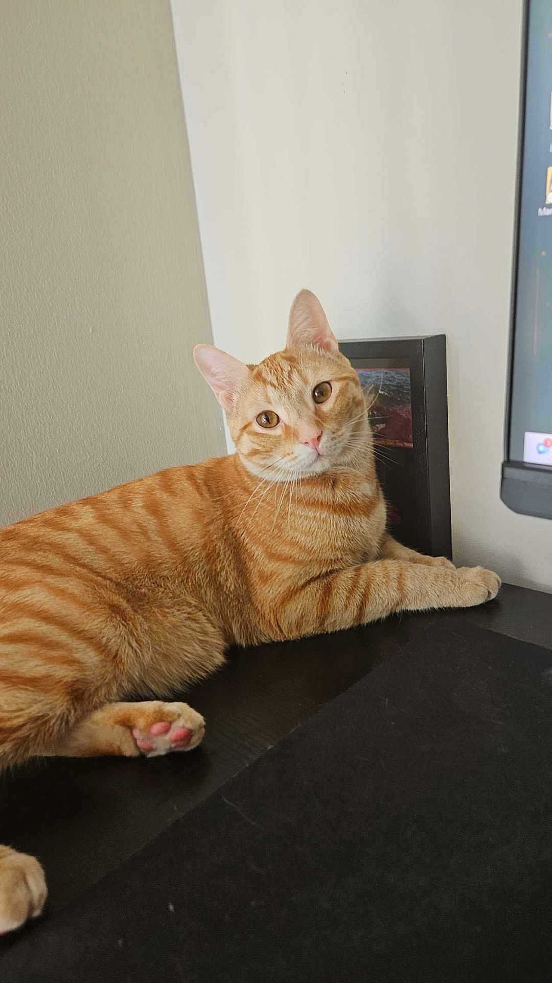 Hermes is registered to the contest to win money with this photo: cat, orange_tabby, pet, animal, indoor, desk, computer_monitor, framed_picture, curious, relaxed, fur, whiskers, ears, paw, home, feline, looking, table, resting, domestic_cat