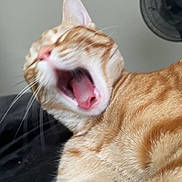 Hermes joined the competition — help win amazing prizes! cat, orange_tabby, yawning, close_up, pet, feline, fur, whiskers, mouth_open, tongue, ear, sleepy, indoor, fan, background, resting, stretching, animal, cute, furry