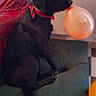 dog, black_dog, pet, balloon, orange_balloon, red_bow, couch, sofa, sitting, indoors, living_room, portrait, profile, collar, short_fur, dark_fur, furniture, home, colorful, birthday_party