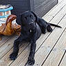 dog, puppy, black_dog, two_dogs, pet, animal, outdoor, deck, wooden_floor, lying_down, sitting, collar, leash, boot, furniture, cabinet, backyard, portrait, daylight, cute