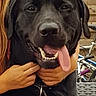 Hendrix participe au concours pour gagner de l'argent avec cette photo : dog, black_dog, labrador, pet, animal, portrait, close_up, tongue, smiling, happy, outdoor, wooden_fence, garden, person, hands, bicycle, chair, collar, leash, funny