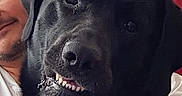 Hendrix a rejoint le concours — aidez-le/la à gagner de superbes lots ! dog, labrador, black_dog, pet, animal, portrait, close_up, smiling, teeth, collar, green_collar, human, person, glasses, indoor, sitting, companion, fur, face, black_background