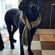 Hendrix a rejoint le concours — aidez-le/la à gagner de superbes lots ! dog, black_dog, scarf, standing, portrait, indoors, kitchen, floor_tiles, cabinet, appliance, window, door, home, pet, animal, canine, collar, full_body, centered, funny