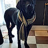 dog, black_dog, scarf, standing, portrait, indoors, kitchen, floor_tiles, cabinet, appliance, window, door, home, pet, animal, canine, collar, full_body, centered, funny