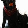 dog, black_dog, pet, canine, orange_ball, bandana, red_bandana, sitting, couch, indoor, window, backlit, portrait, animal, companion, dark_fur, alert, playful, home, photograph