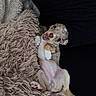 Aymé participe au concours pour gagner de l'argent avec cette photo : puppy, dog, canine, lying_down, upside_down, floppy_ears, brown_fur, white_fur, spotted_fur, open_mouth, pink_nose, blue_eyes, paws, belly, blanket, fluffy, cozy, indoor, portrait, cute